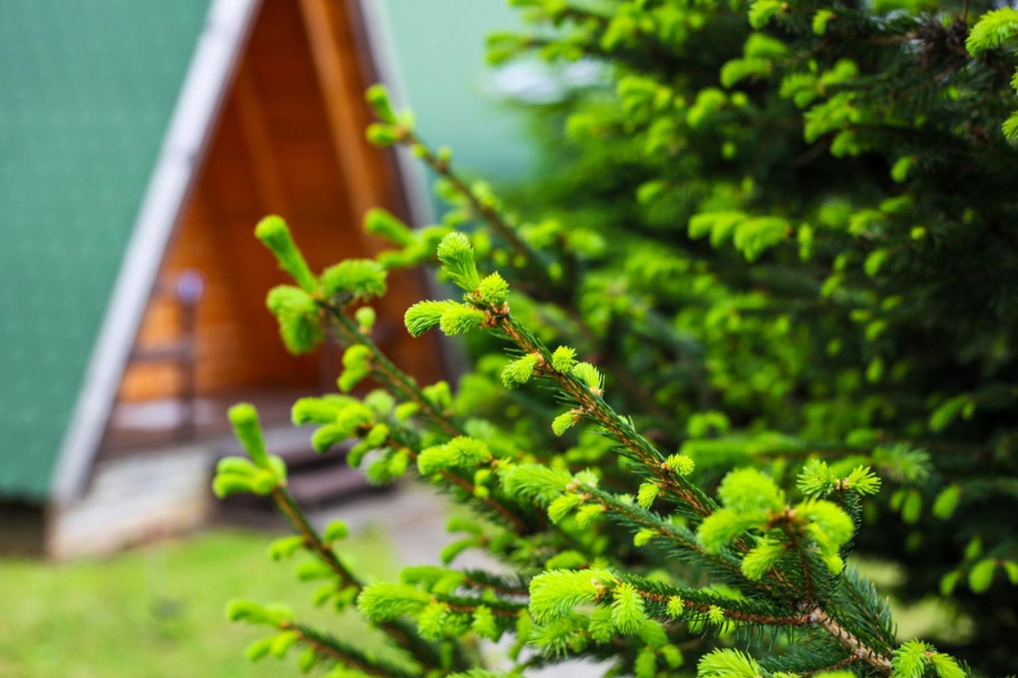 Rooms & Glamping Lana Haus Licko Petrovo Selo Eksteriør bilde